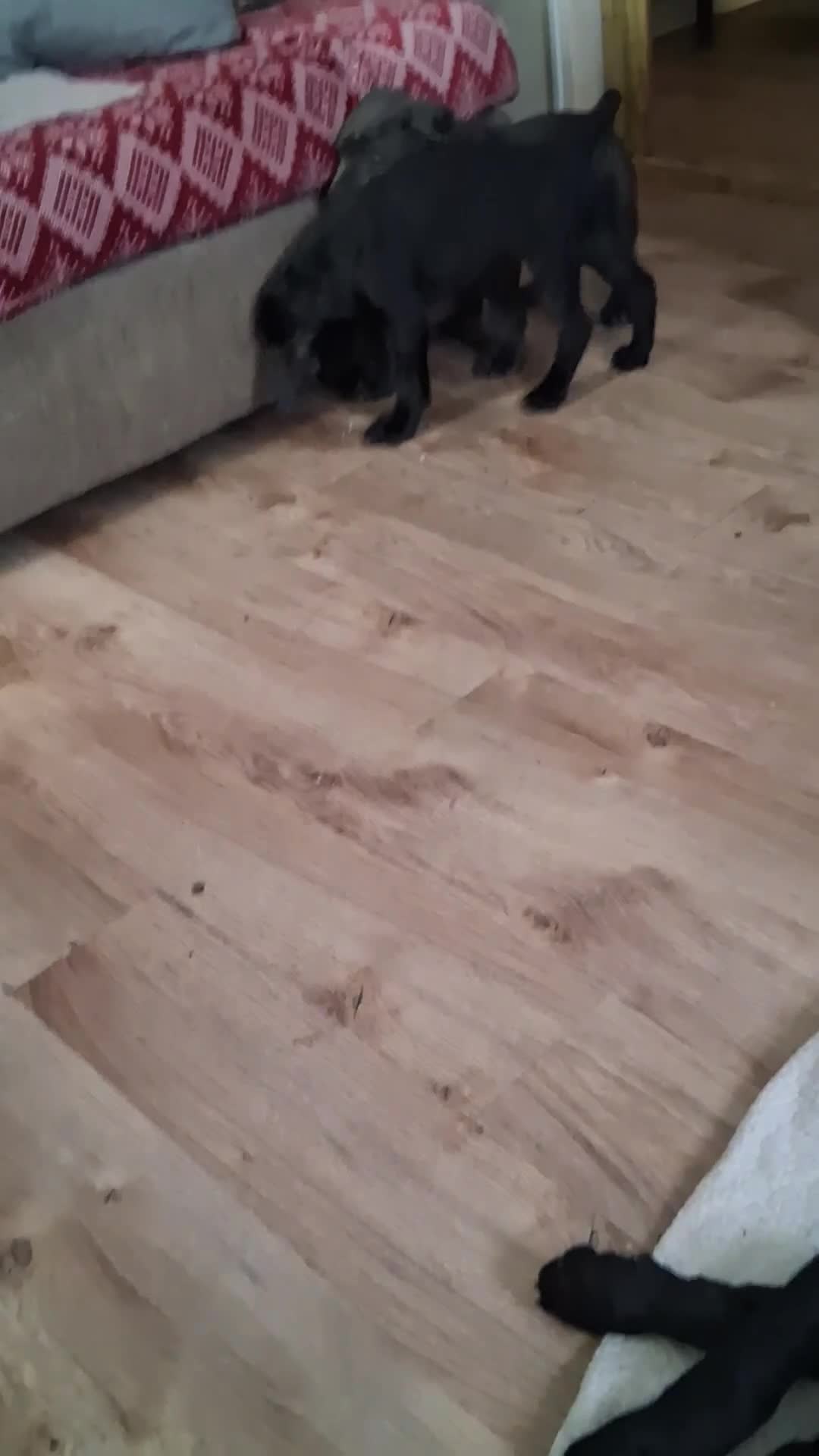 Cane Corso dogs for sale: Cane Corso 6 - Video 2