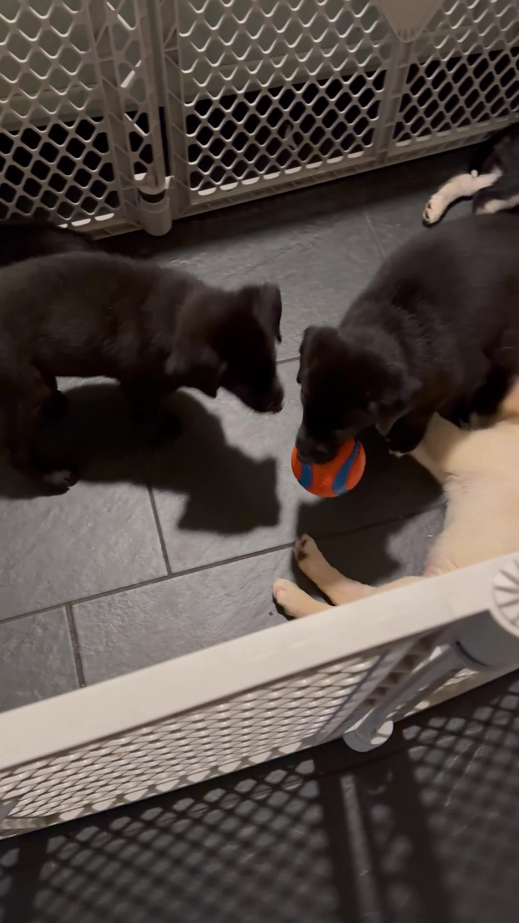 Mixed Breed dogs for sale: Bandit - Video 2