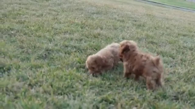 Toy Poodle dogs for sale: Emely - Video 1