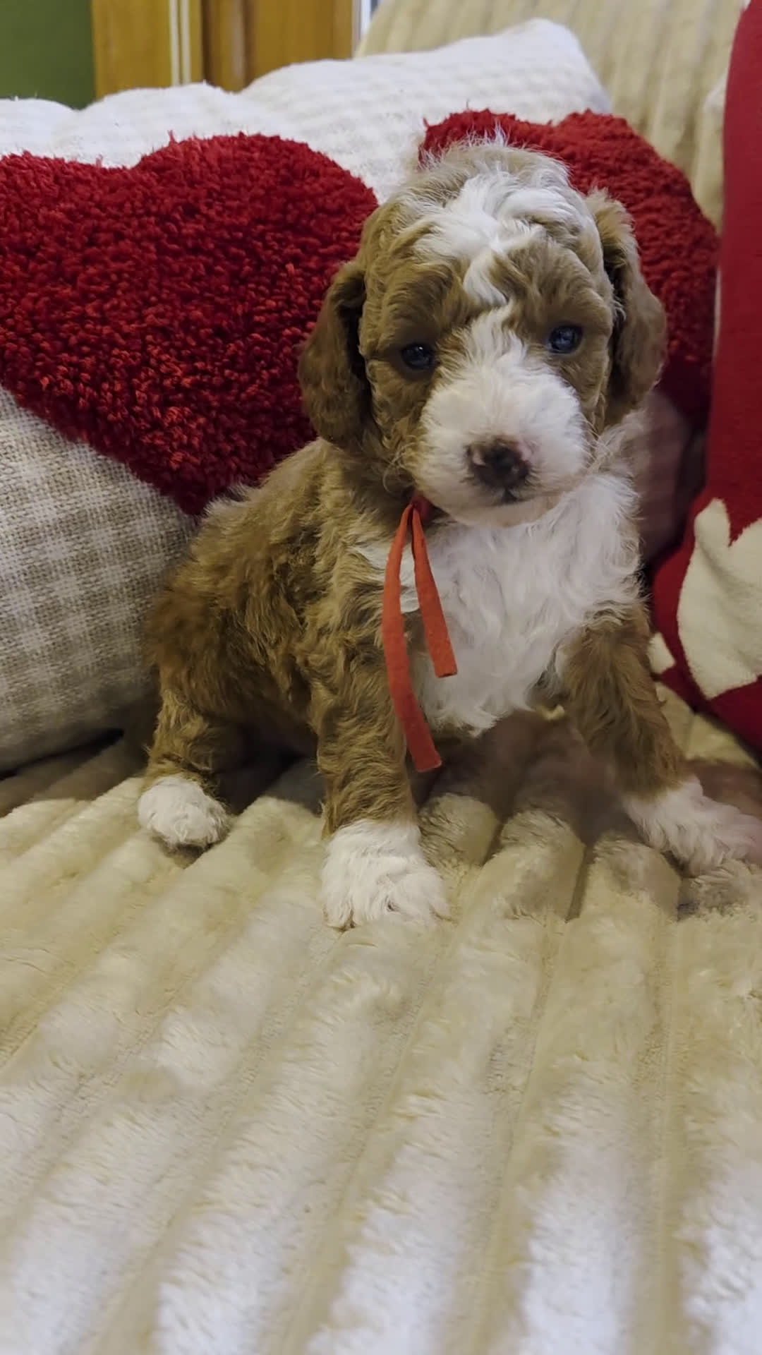 Mini Goldendoodle dogs for sale: Angel   - Video 3