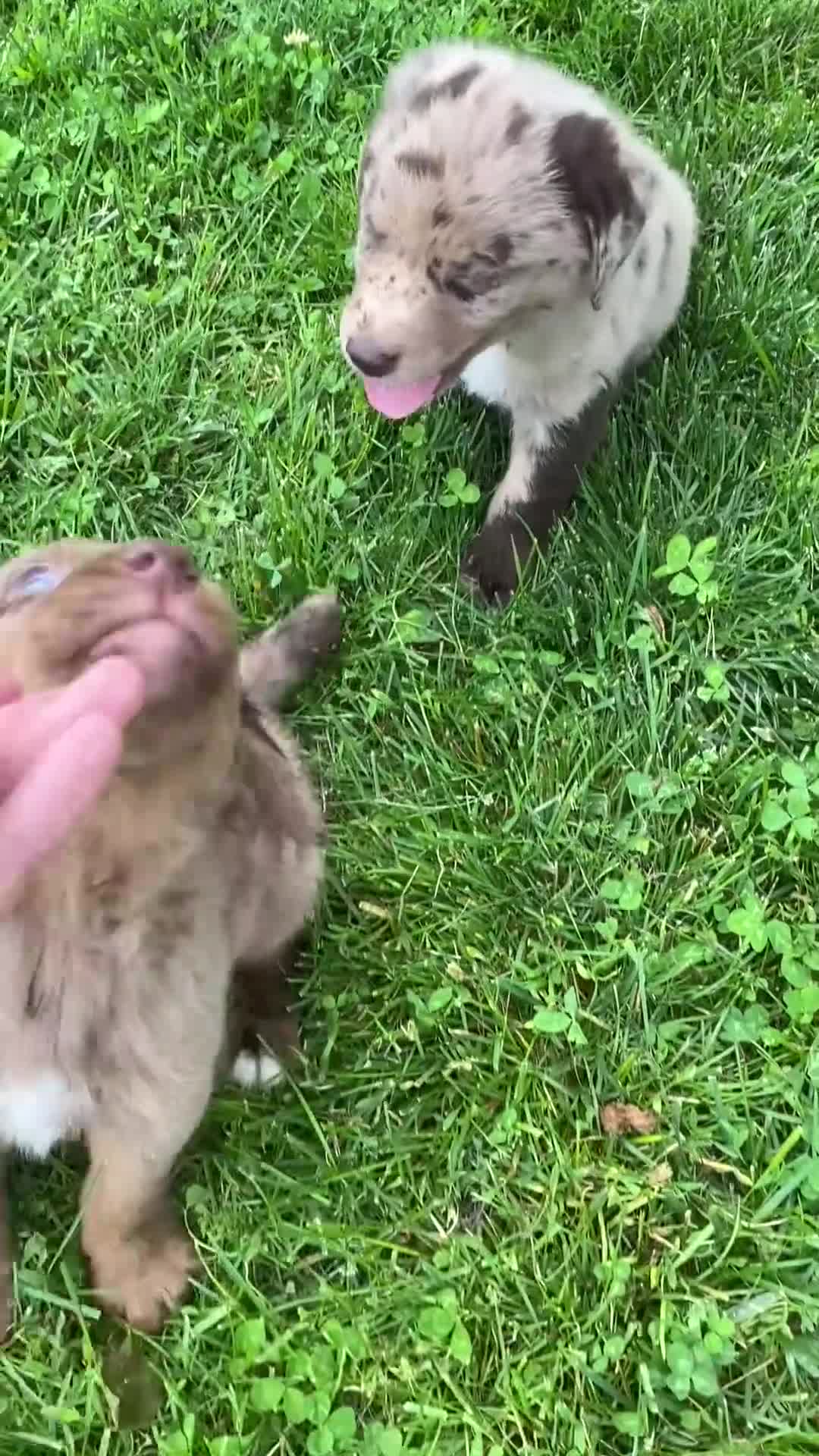 Mixed Breed dogs for sale: Ruby - Video 5