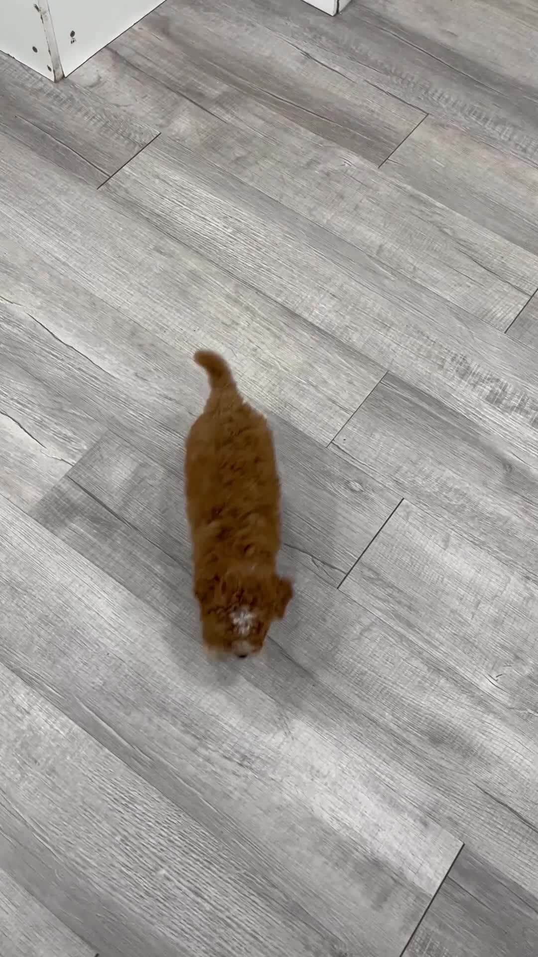 Mini Goldendoodle dogs for sale: Milo - Video 3