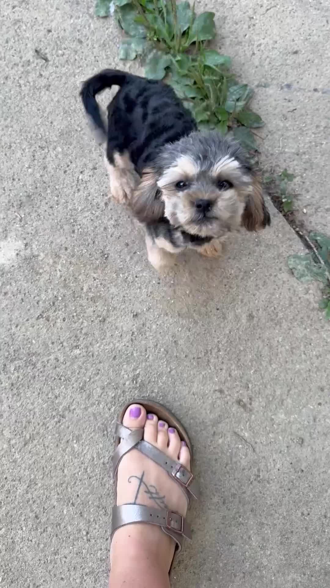 Mixed Breed dogs for sale: Carlita - Brussels Griffon/Toy Poodle - Video 1