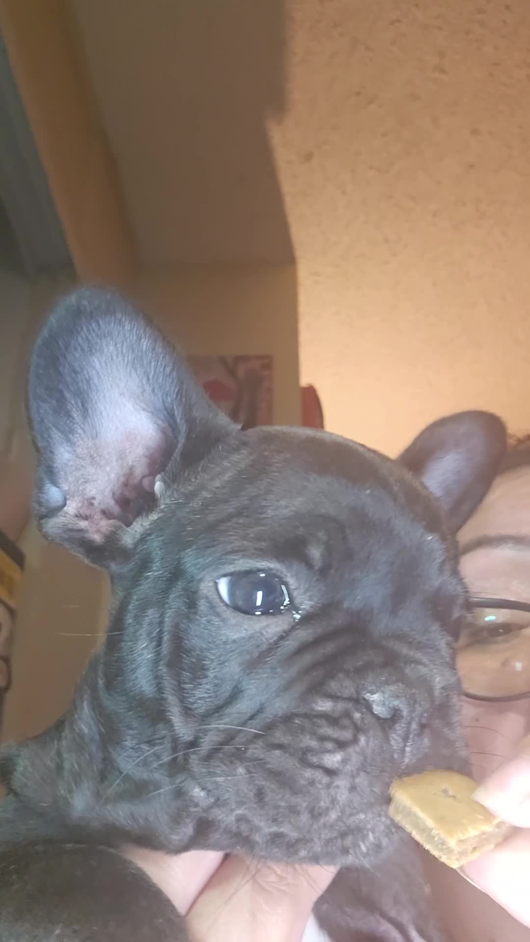 French Bulldog dogs for sale: SNOOP DOGG (RUNT) Male Brindle - Video 1