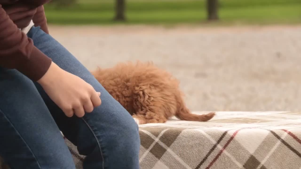 Cavapoo dogs for sale: Rory Cavapoo  - Video 5