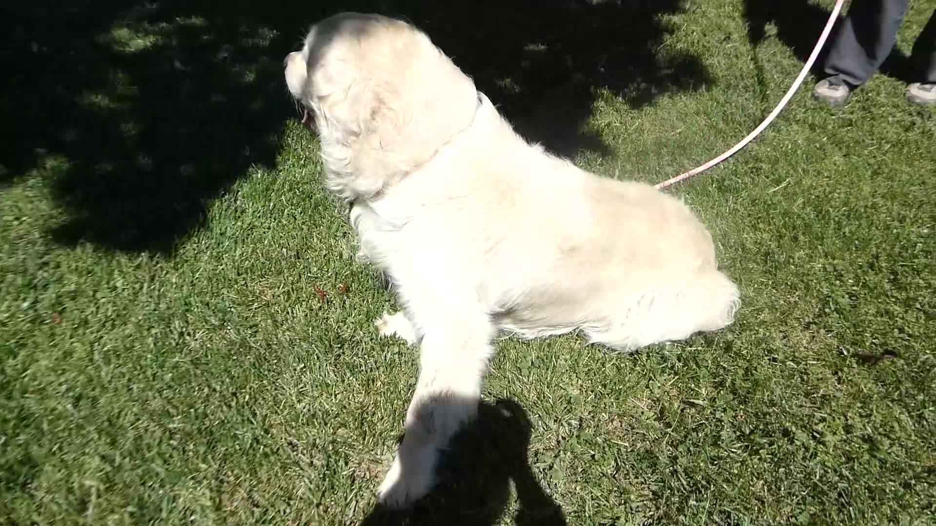 Golden Retriever dogs for sale: Golden Retriever Puppy1 Jack - Video 1