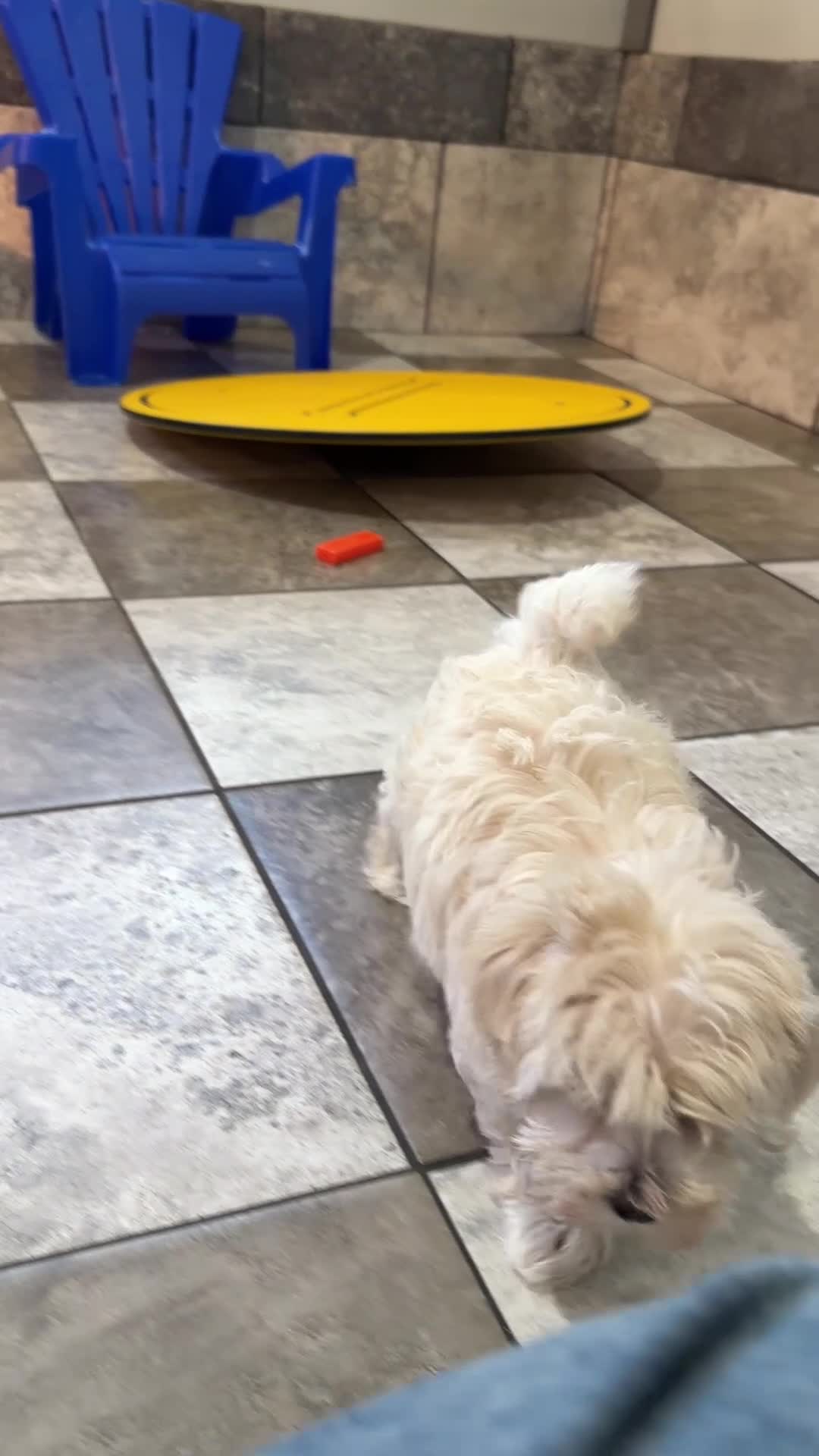 Maltipoo dogs for sale: Jill - Video 1