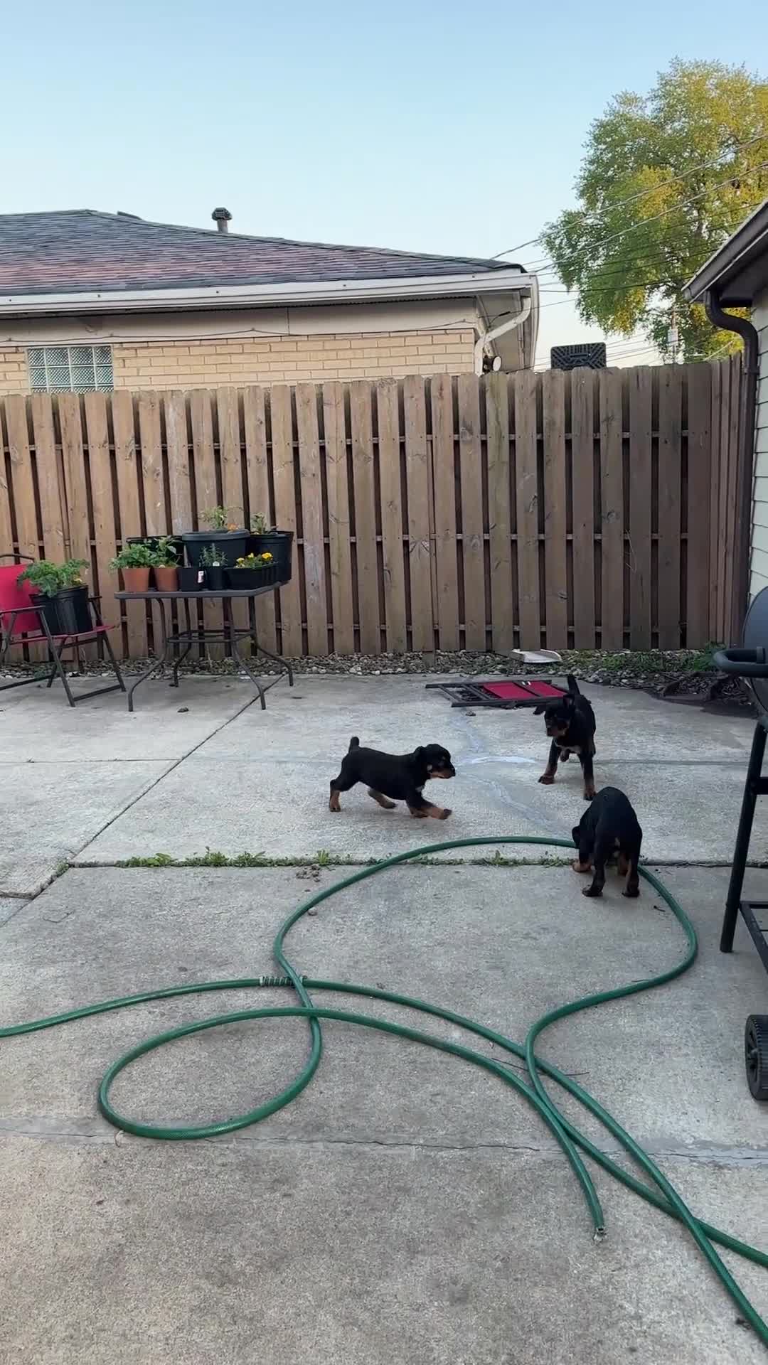 Rottweiler dogs for sale: Rottweiler Puppy 1 - Jax - Video 3