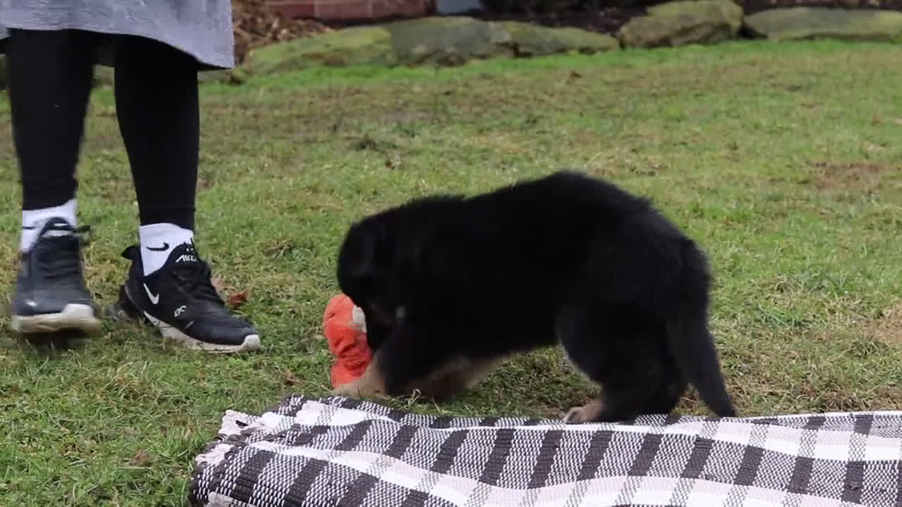 German Shepherd dogs for sale: Anthony - Video 5