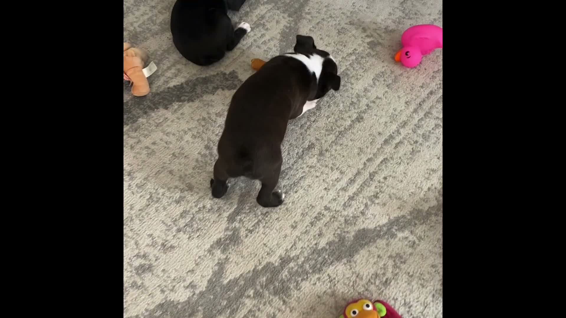 Boston Terrier dogs for sale: Mr. Jax - Video 1