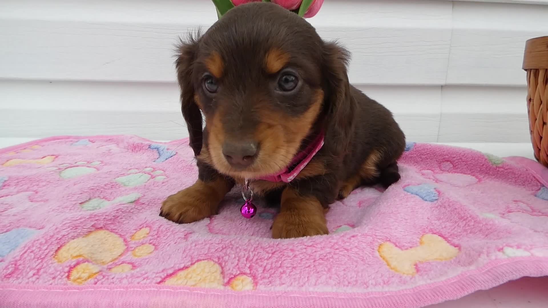 Miniature Dachshund dogs for sale: Miniature Dachshund Puppy 1 Daffney - Video 1