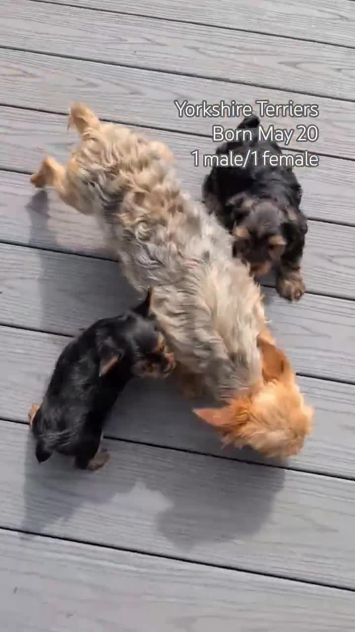 Yorkshire Terrier dogs for sale: Gemma - Video 3