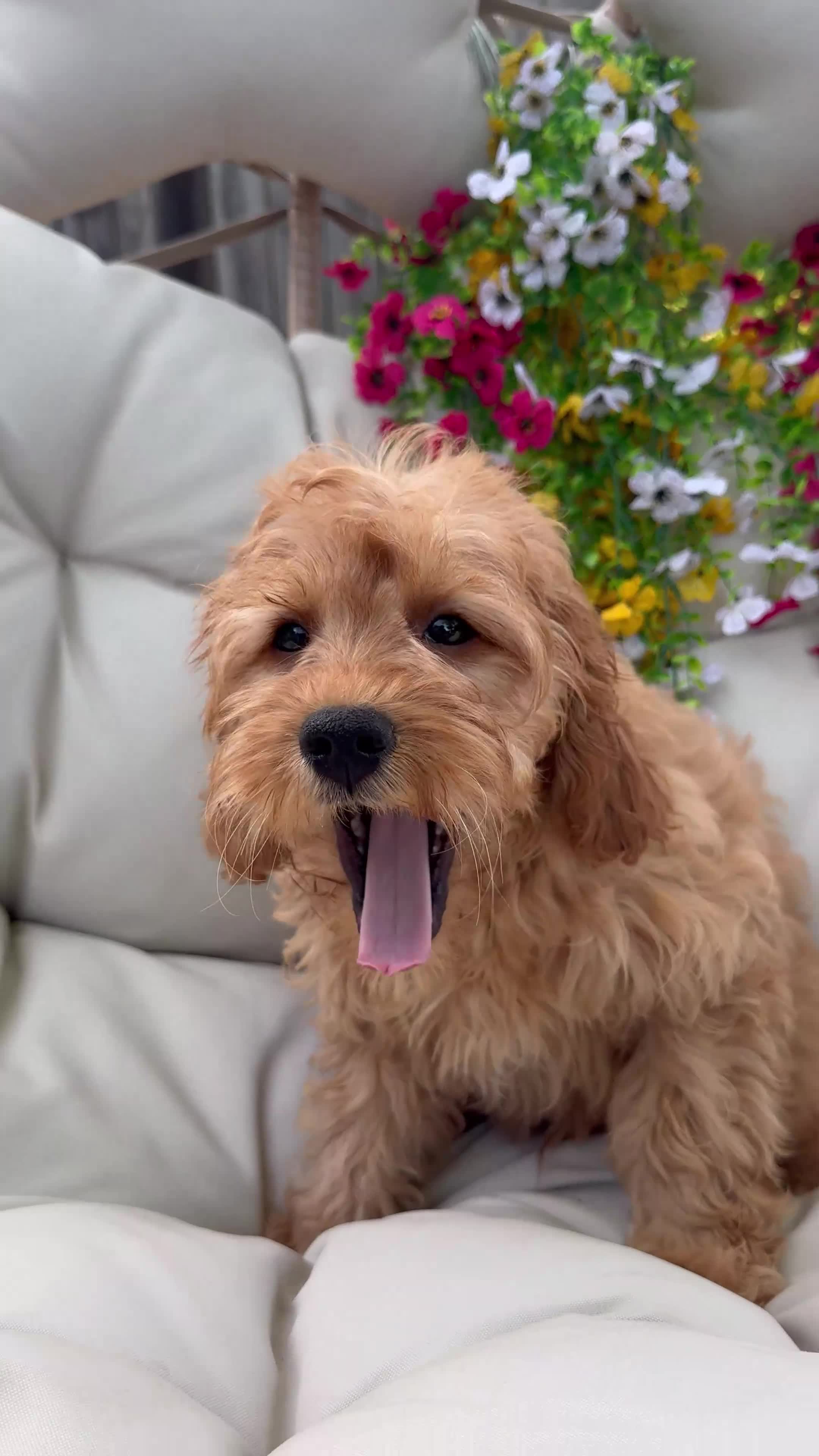 Cavapoo dogs for sale: Belle - Video 3