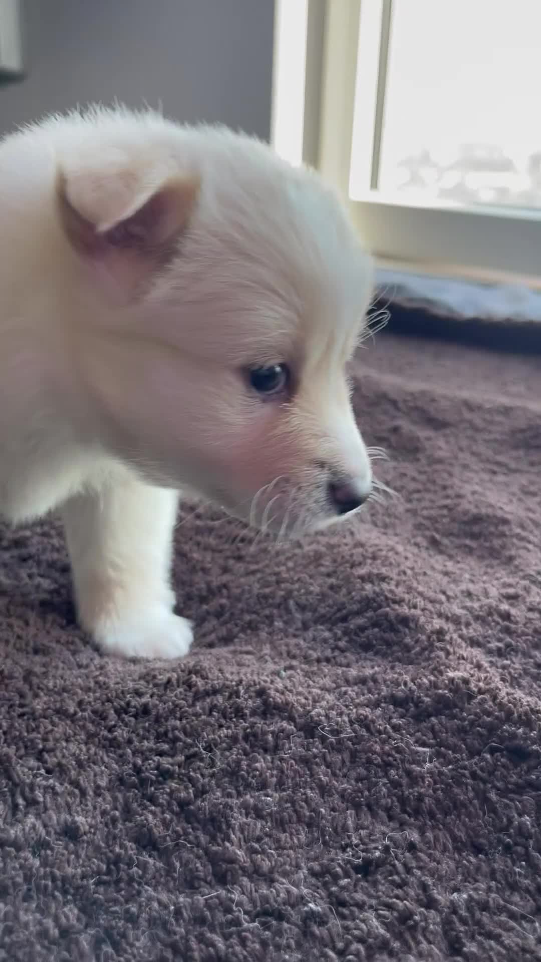 Alaskan Klee Kai dogs for sale: Lady Alona (Lady) - Video 1