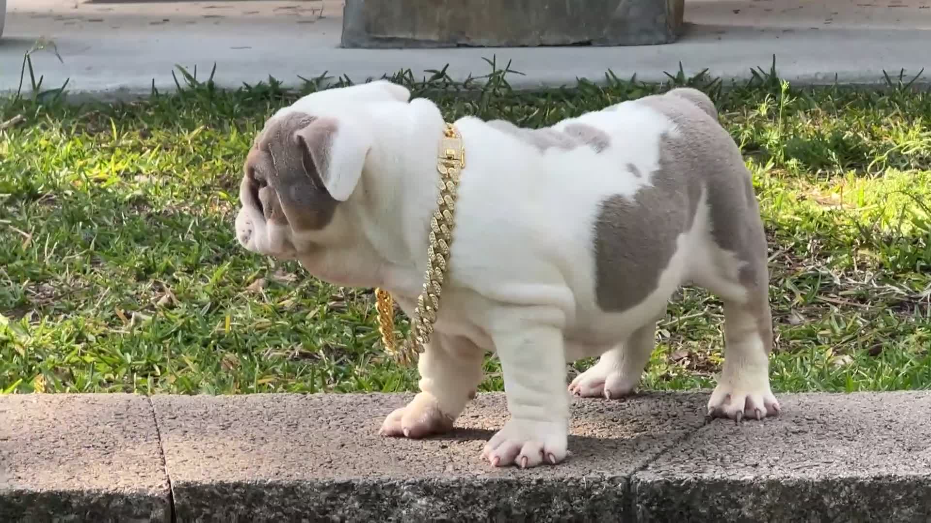 English Bulldog dogs for sale: English Bulldog Puppy  - Video 1