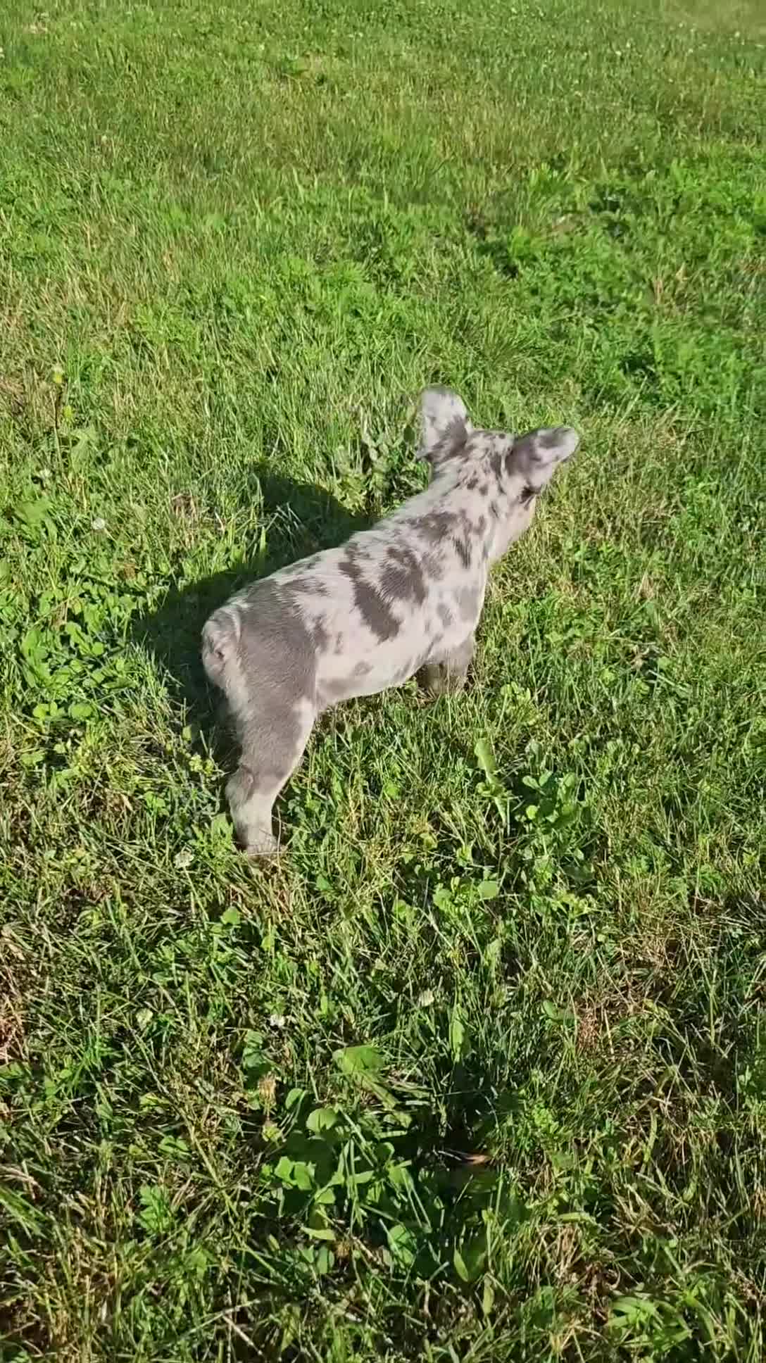 French Bulldog dogs for sale: French Bulldog 2 - Video 2