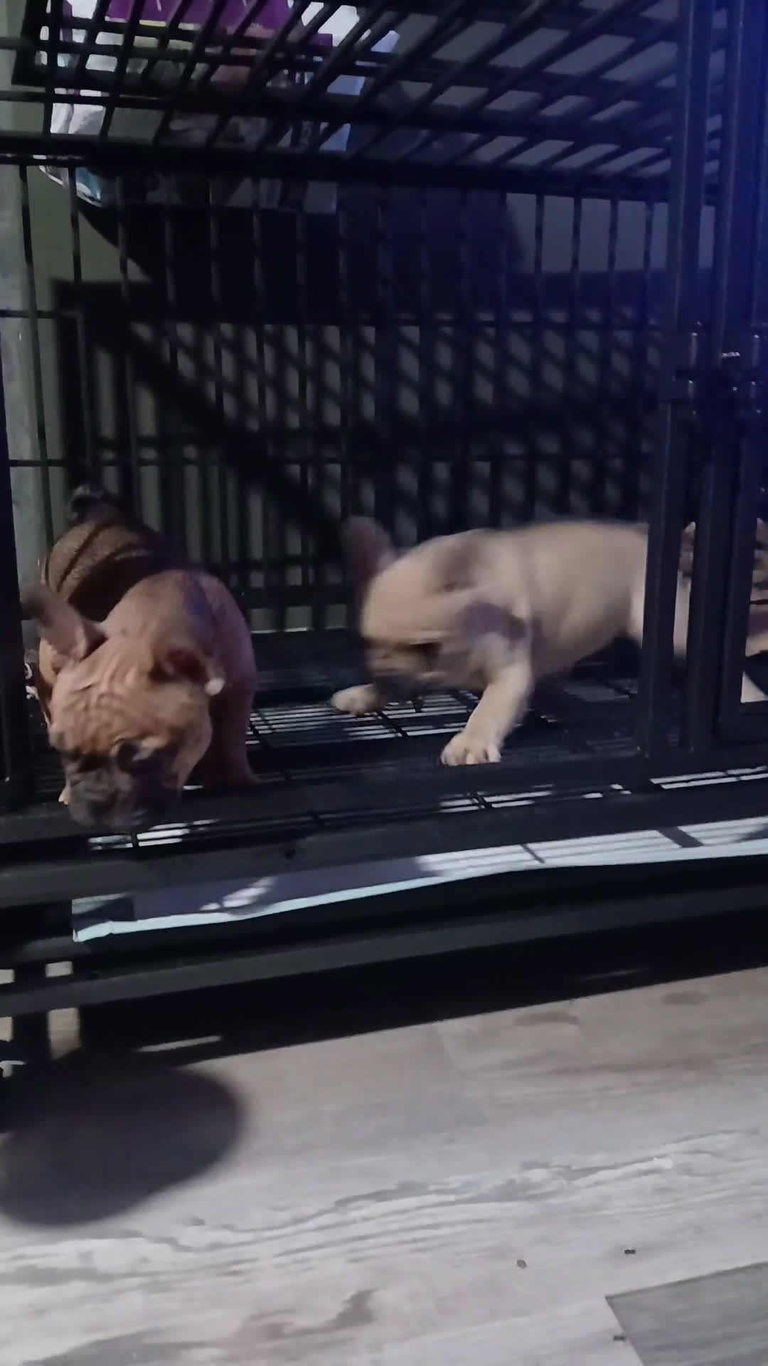 French Bulldog dogs for sale: French Bulldog Puppy 1 - Video 4