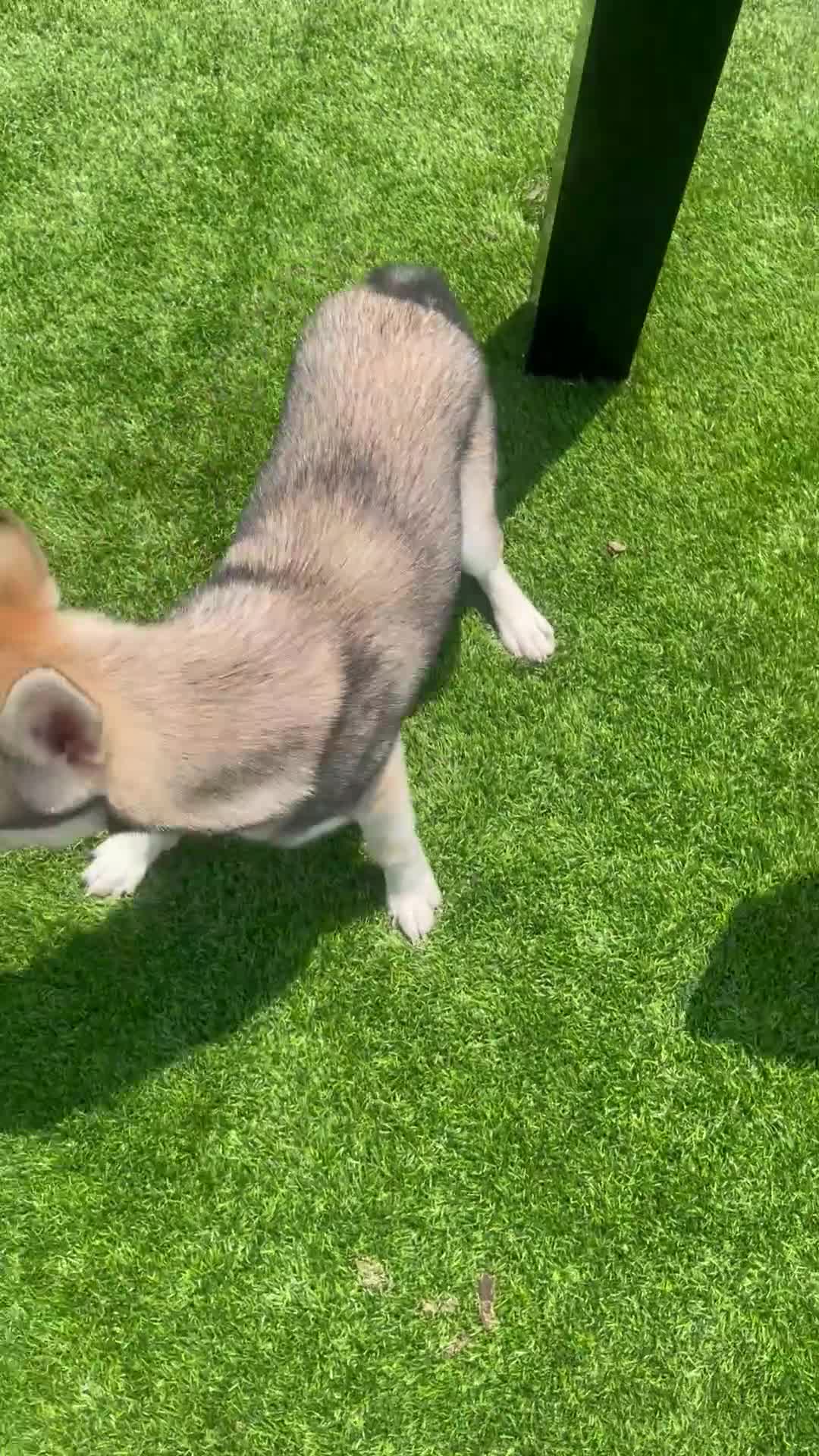 Alaskan Klee Kai dogs for sale: Vermithor (The Bronze Fury) - Video 2