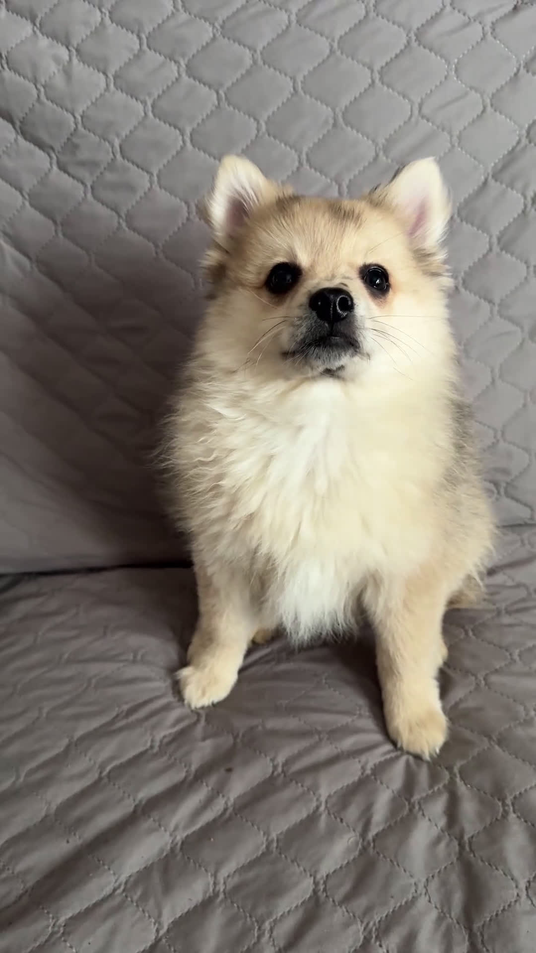 Pomeranian dogs for sale: Gunther - Video 1