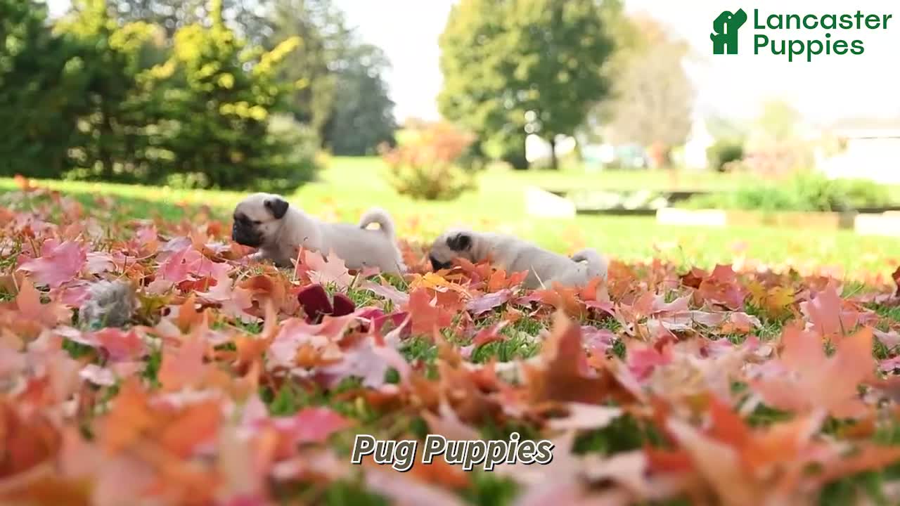 Pug dogs for sale: Gus - Video 1