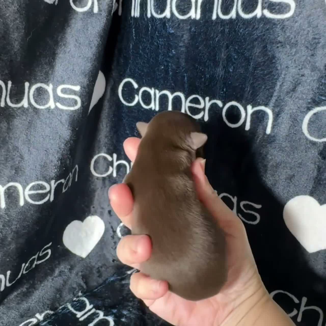 Chihuahua dogs for sale: Shoko Chocolate Short Coat - Video 1