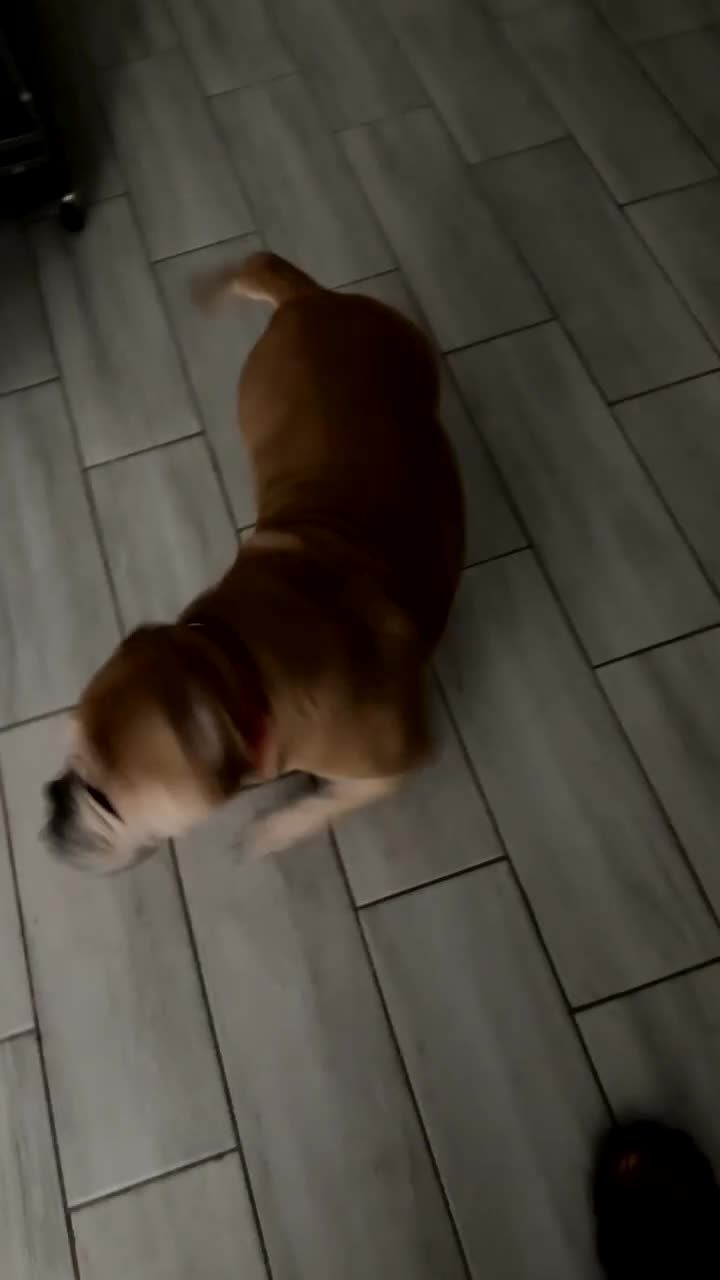 English Bulldog dogs for sale: English Bulldog Puppy 1 - Video 1