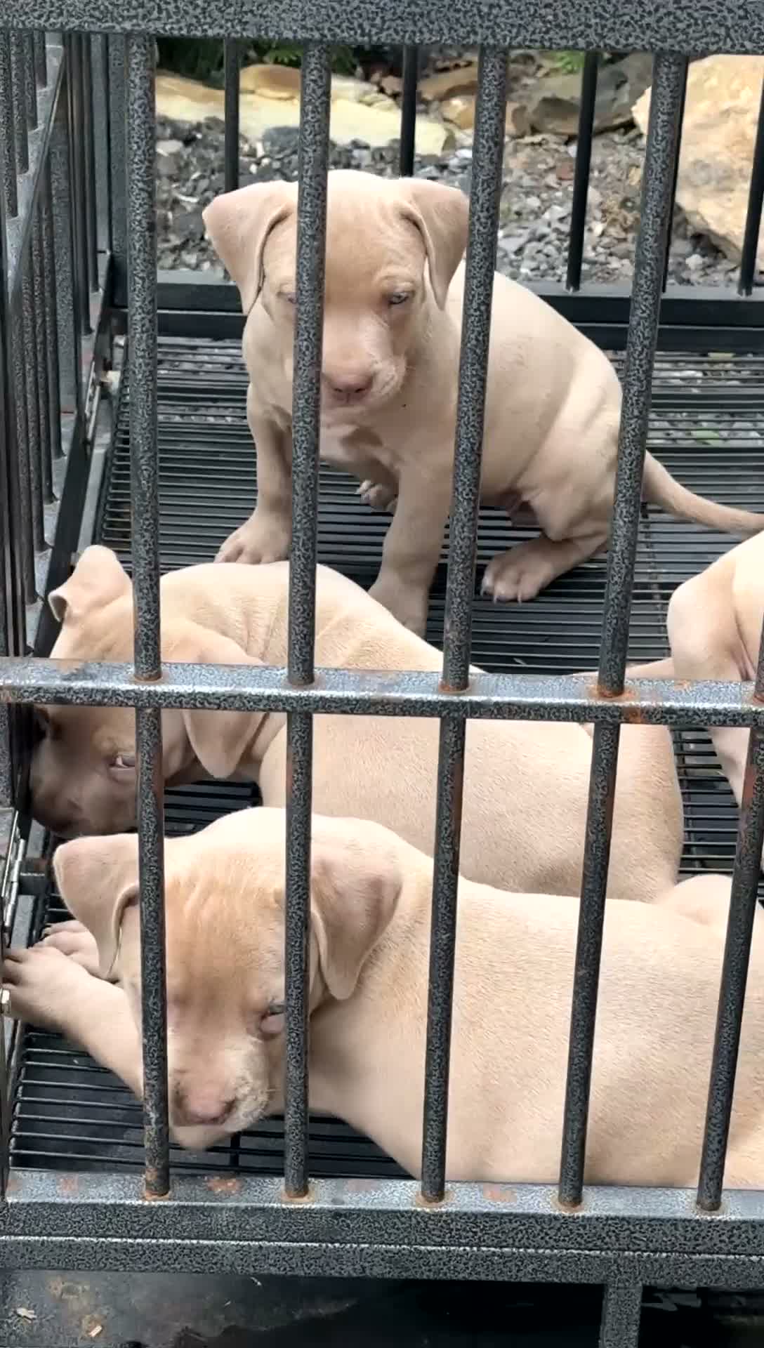 American Bully dogs for sale: American Bully 5 - Video 1