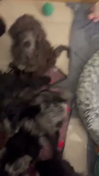 Standard Poodle dogs for sale: Standard Poodle 1 - Video 1