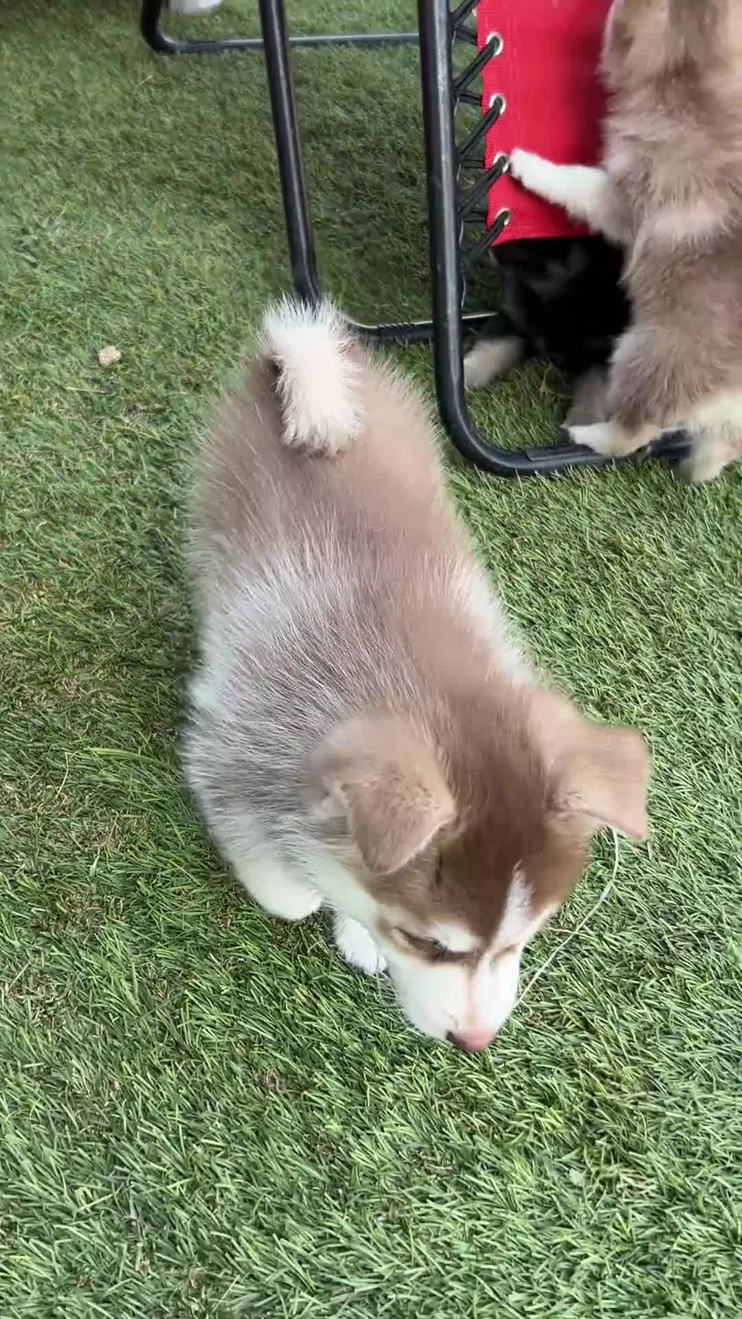 Pomsky dogs for sale: Pax Mini Pomsky - Video 2
