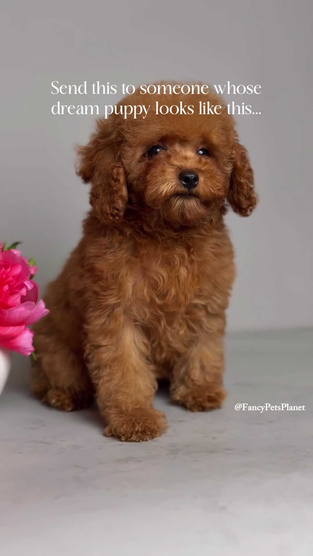 Toy Poodle dogs for sale: Francisca teddy bear dream  - Video 3