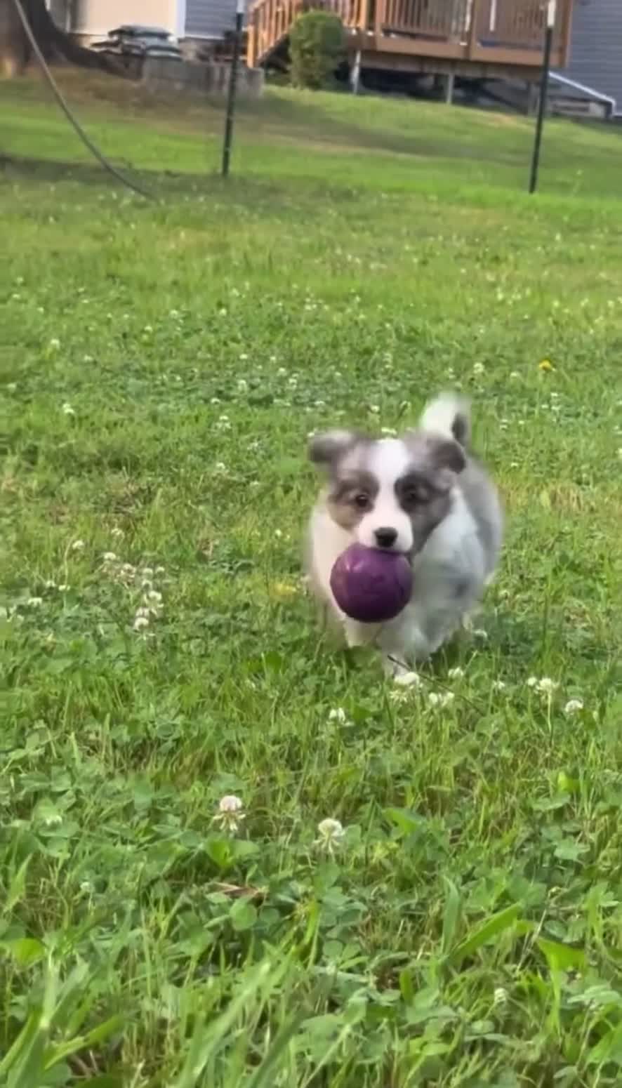 Mixed Breed dogs for sale: PopTart - Video 2