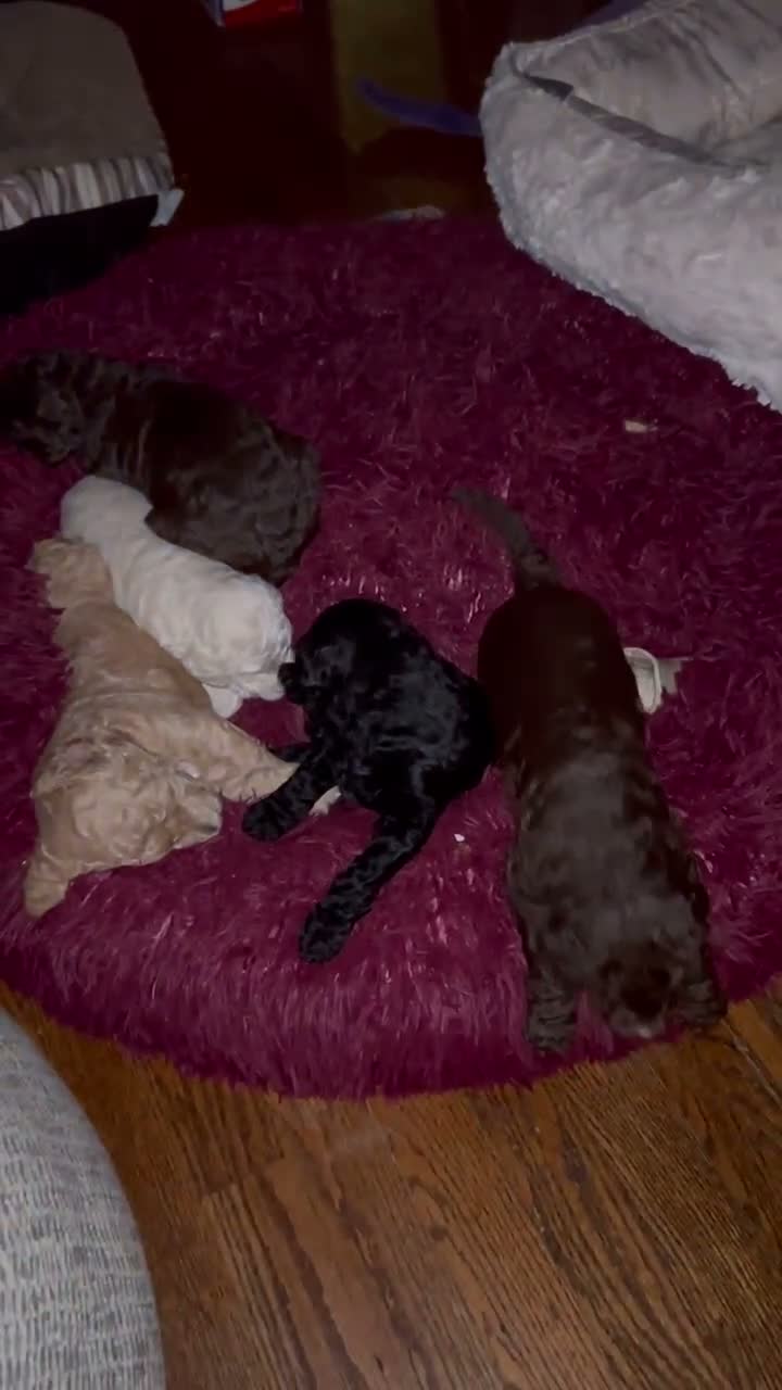 Goldendoodle dogs for sale: Mr Toes - Video 3