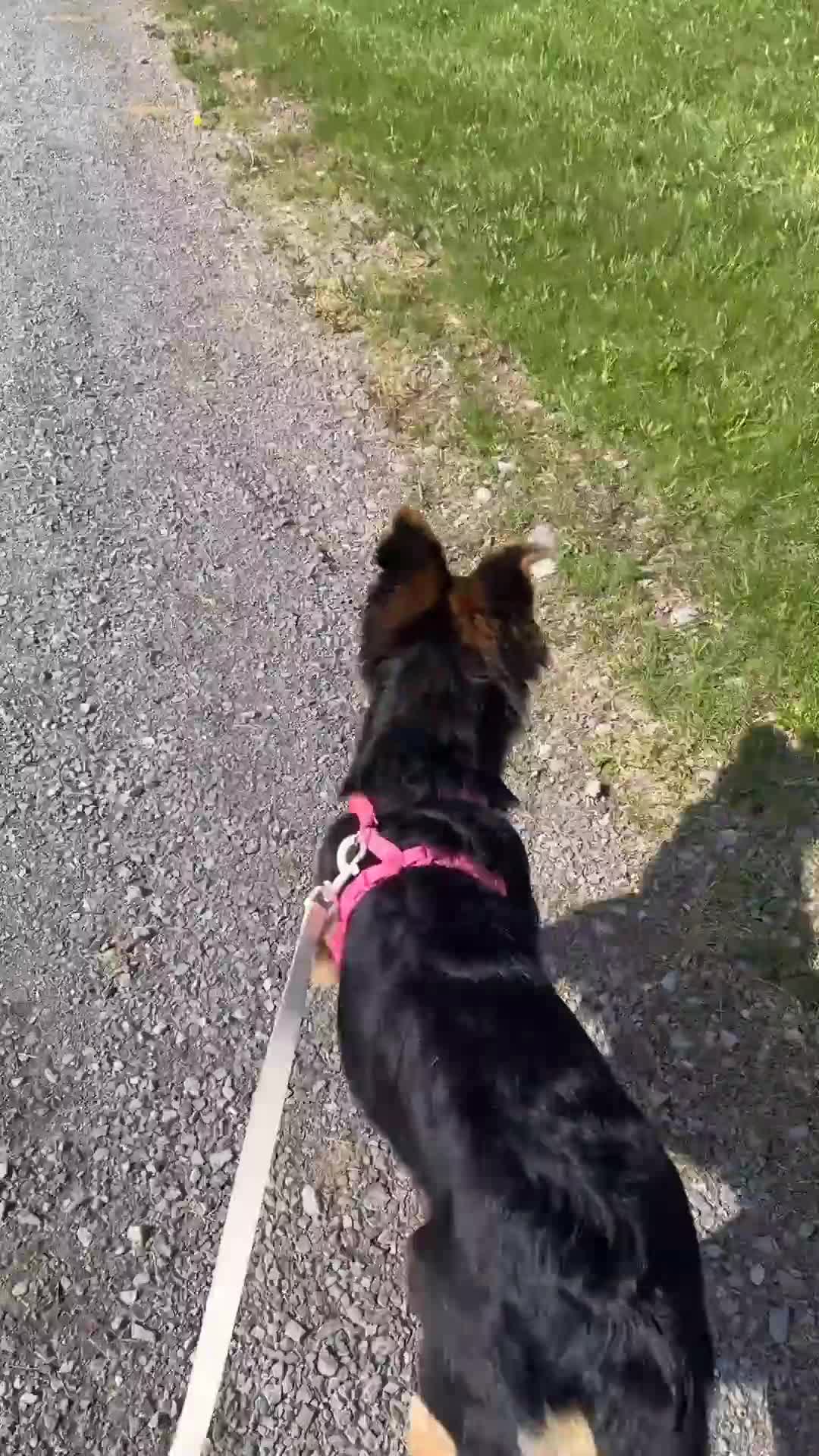 Mixed Breed dogs for sale: Mixed Breed Puppy 1 - Video 1