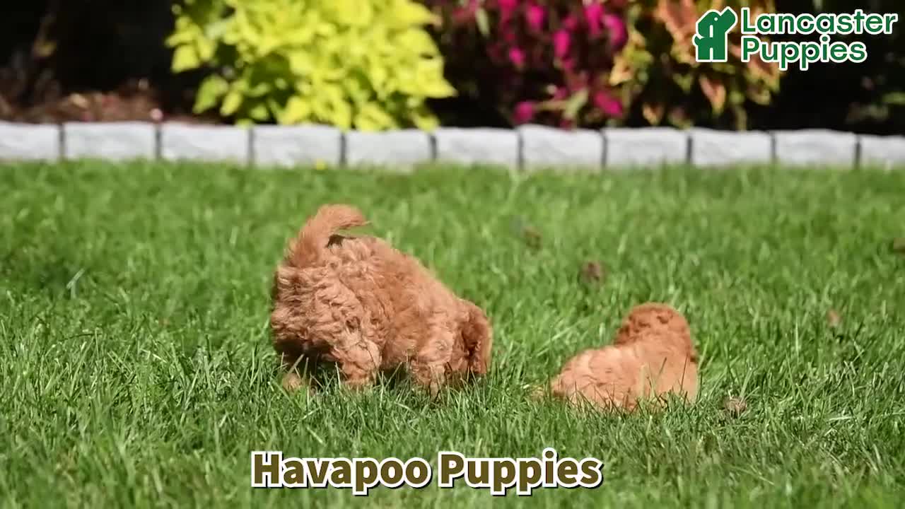 Havapoo dogs for sale: Toby - Video 1