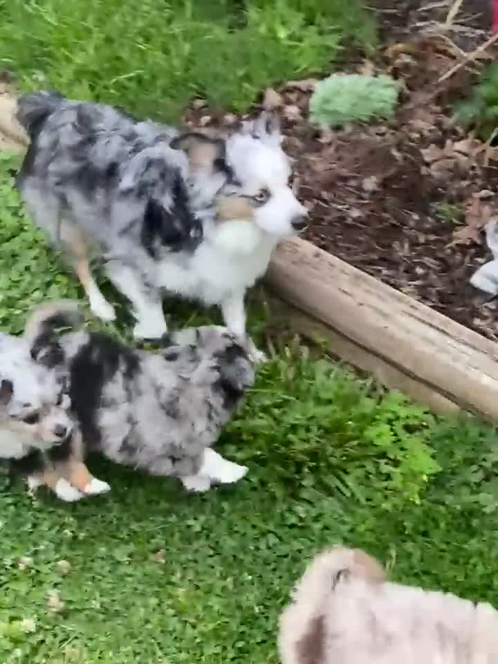 Toy Australian Shepherd dogs for sale: Cruz - Video 1