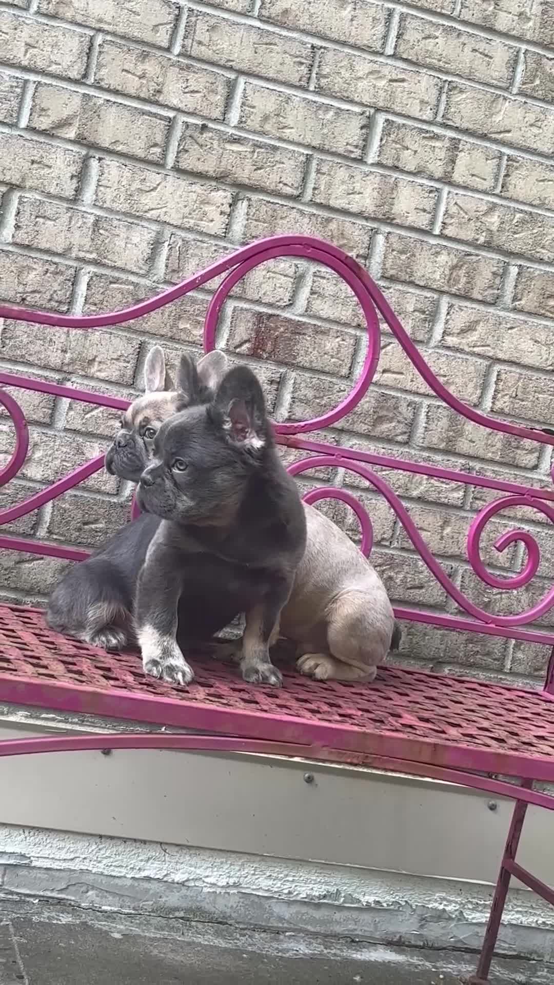 French Bulldog dogs for sale: French Bulldog pup female  - Video 1