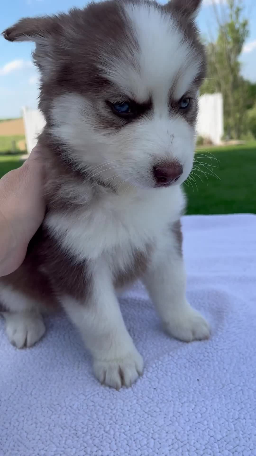 Pomsky dogs for sale: Sierra  - Video 1