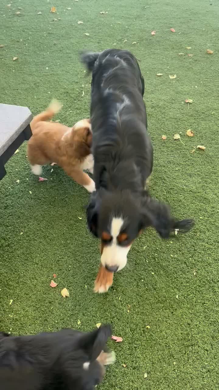 Miniature Bernese Mountain Dog dogs for sale: Lisa - Video 1