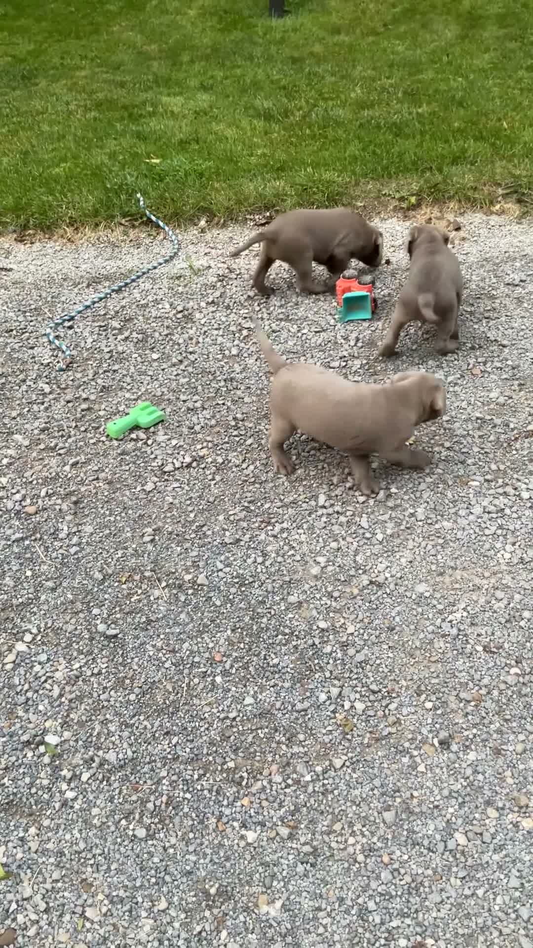 Labrador Retriever dogs for sale: Conner - Video 1