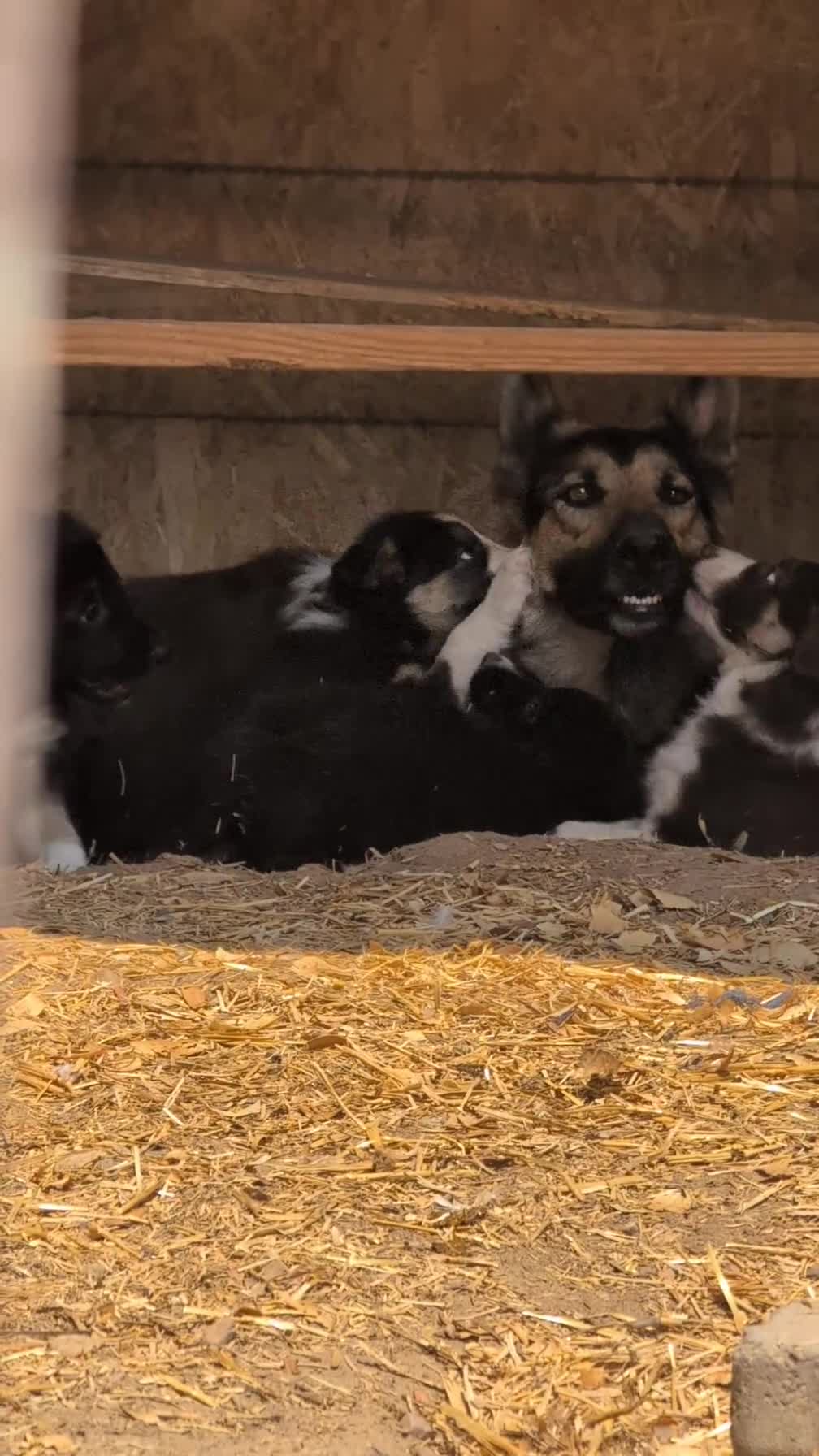 Mixed Breed dogs for sale: Not named yet.  - Video 2