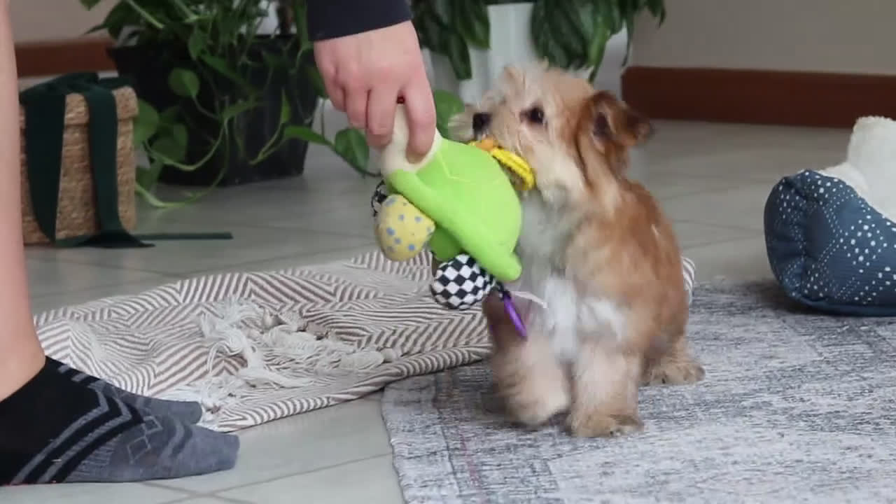 Morkie dogs for sale: Taylor - Video 1