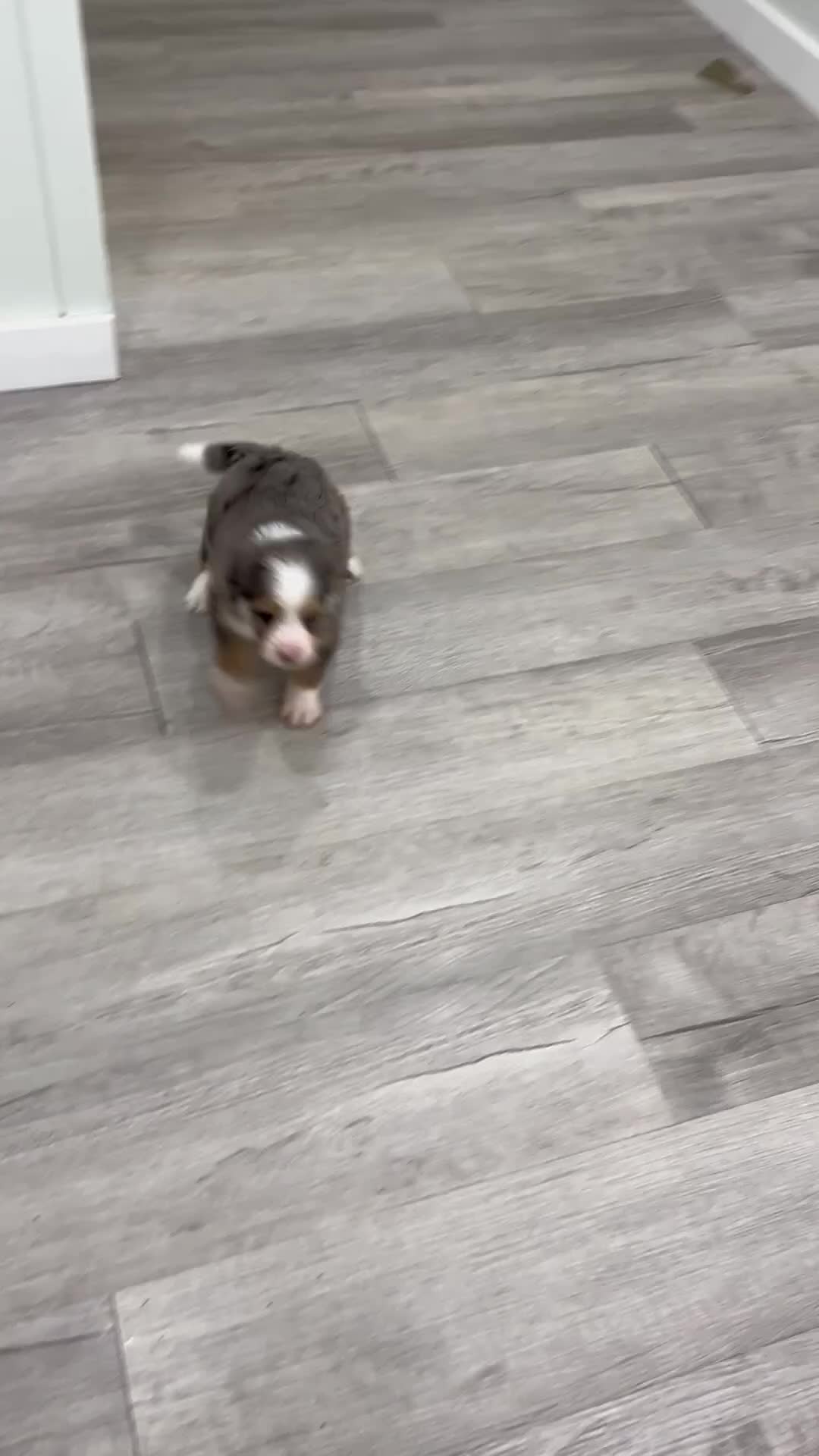 Mini Bernedoodle dogs for sale: Angel  - Video 1
