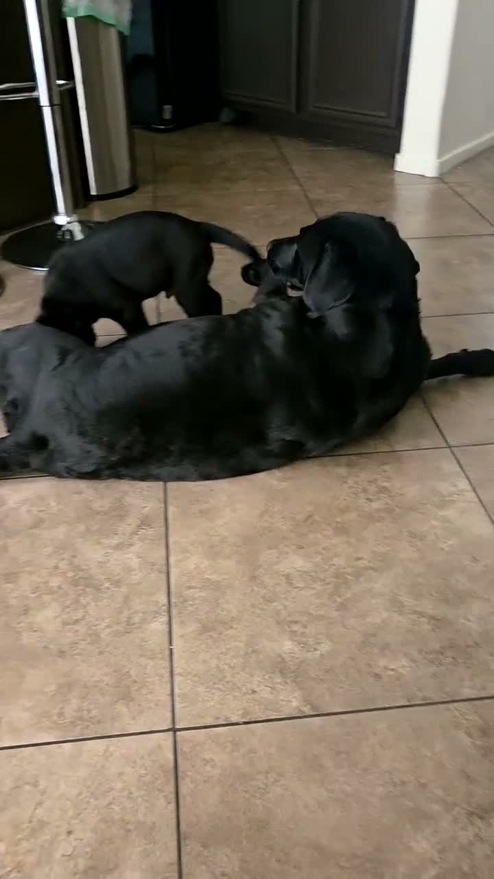 Labrador Retriever dogs for sale: Labrador Retriever 1 - Video 5