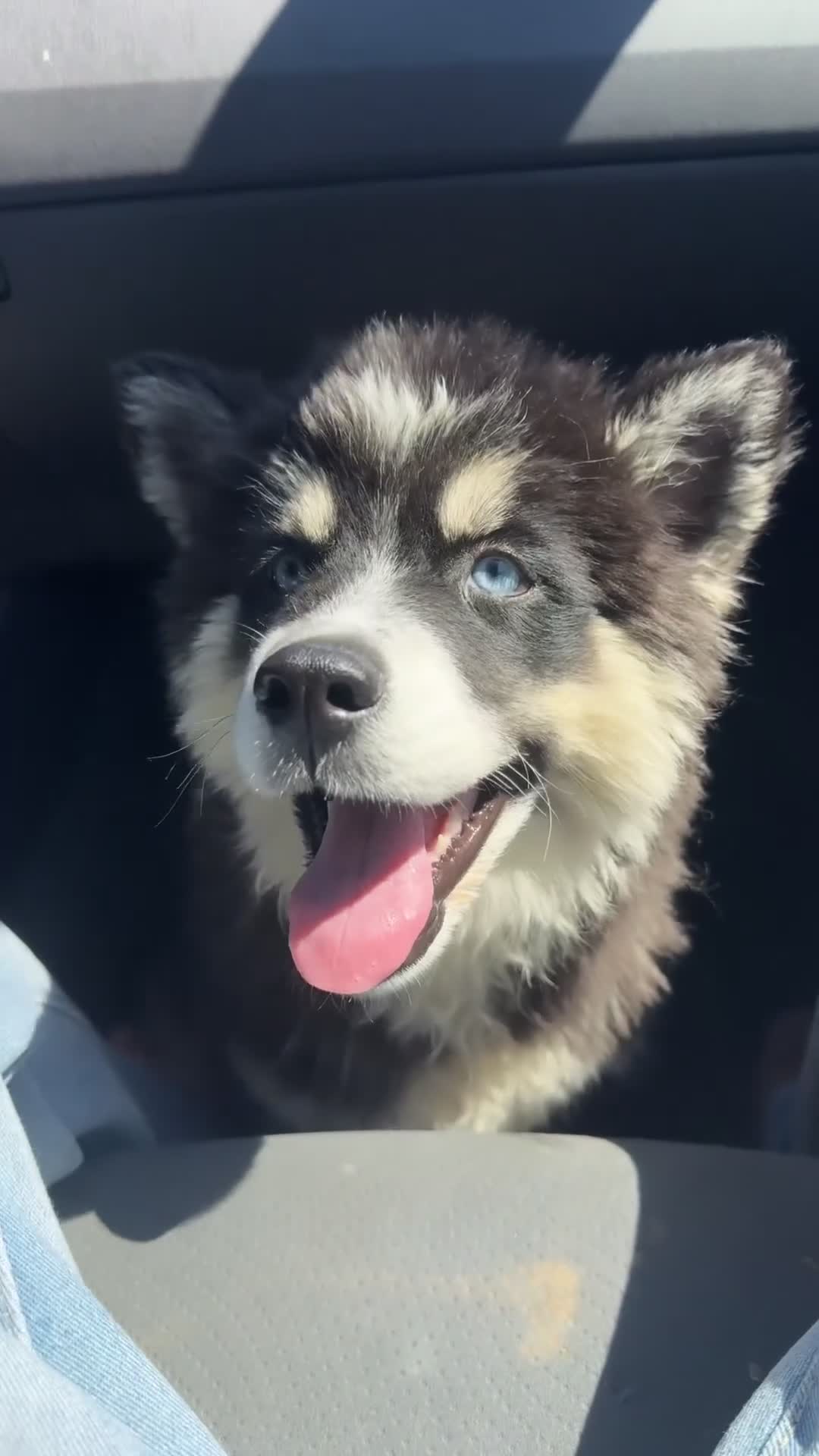 Siberian Husky dogs for sale: Siberian Husky 1 - Video 2
