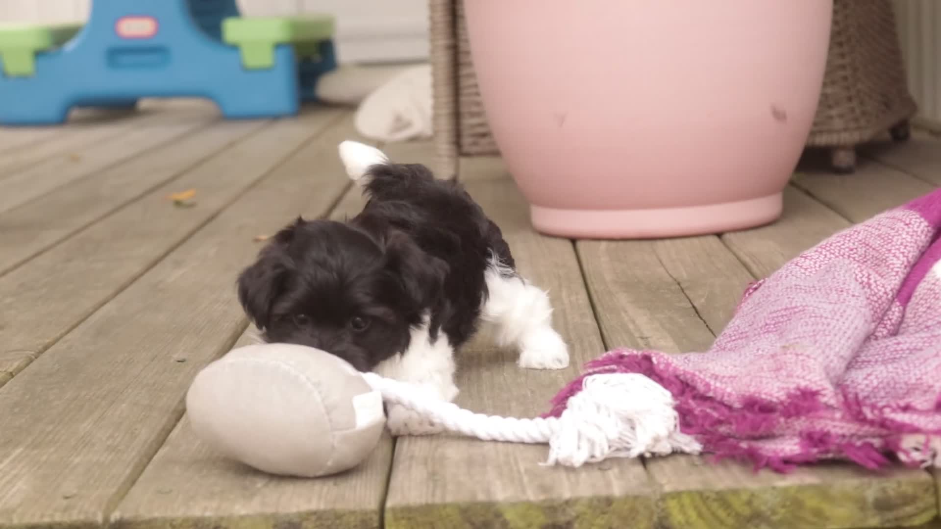 Havanese dogs for sale: Goldie Havanese  - Video 2