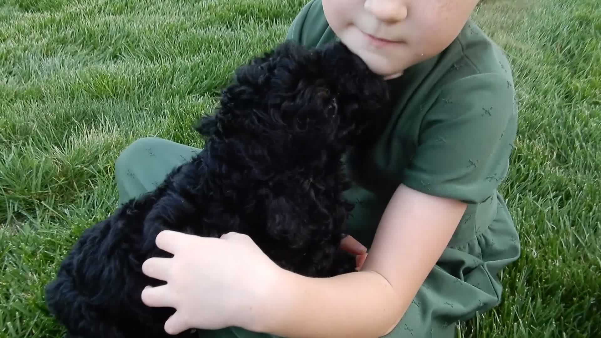 Cockapoo dogs for sale: Smokey - Video 2