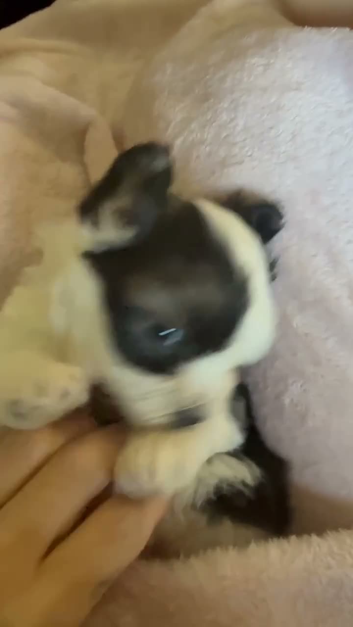 Maltipoo dogs for sale: Maltipoo 1 - Video 1