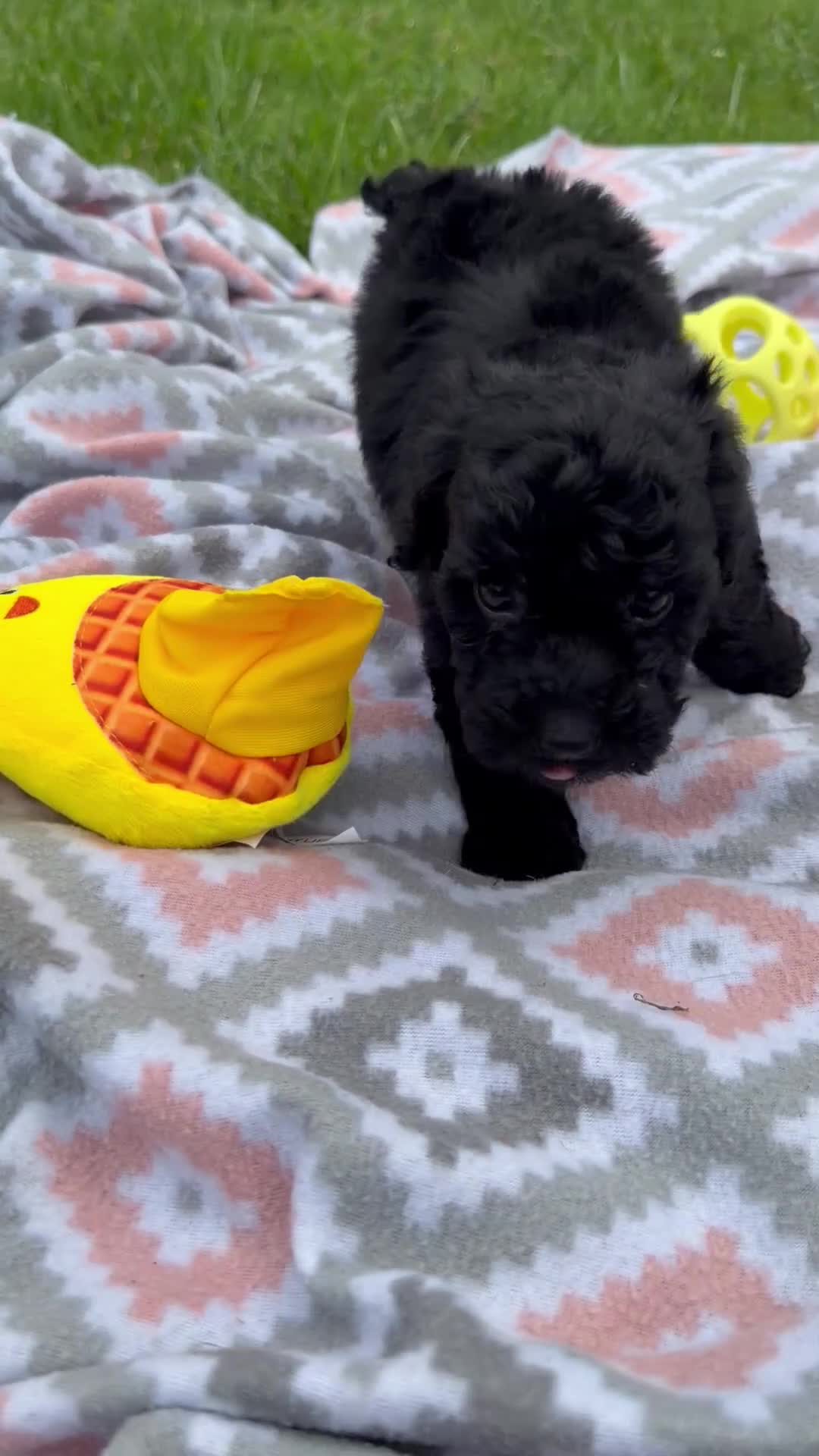 Cockapoo dogs for sale: Nora - Video 3