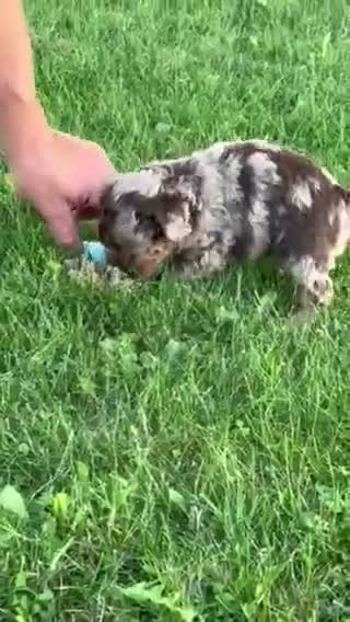 Aussiedoodle dogs for sale: Toffee Miniature Aussiedoodle  - Video 4