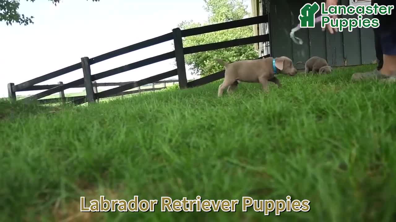 Labrador Retriever dogs for sale: Atlas - Video 1